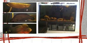 3K43Ib3Hc5Kb5F15Mfcc33398a446c5ad1627