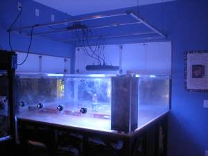 00U0U_egg9Zytnp7q_600x450