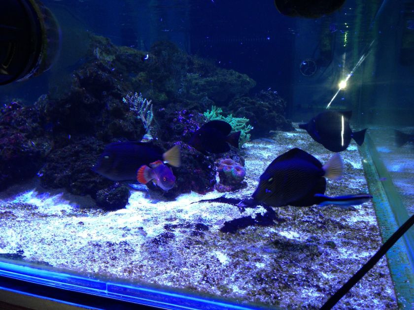 400 Gallon Aquarium & 240 gal Acrylic Sump & 75 gal Run Protein skimmer & More