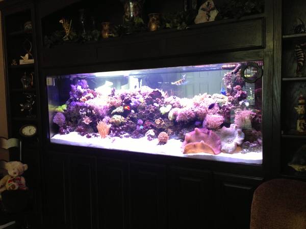 340 Gallon In Wall Reef Aquarium - $5000 (Lewisville, Texas) 